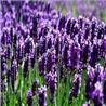 Hạt Giống Hoa Oải Hương ( Hoa Lavender)